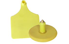 ����ţ�õ��Ӷ���